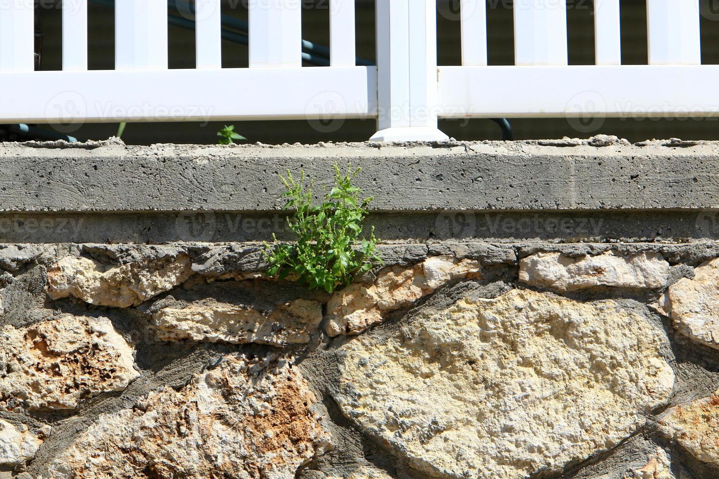 Green plants and flowers grow on stones photo