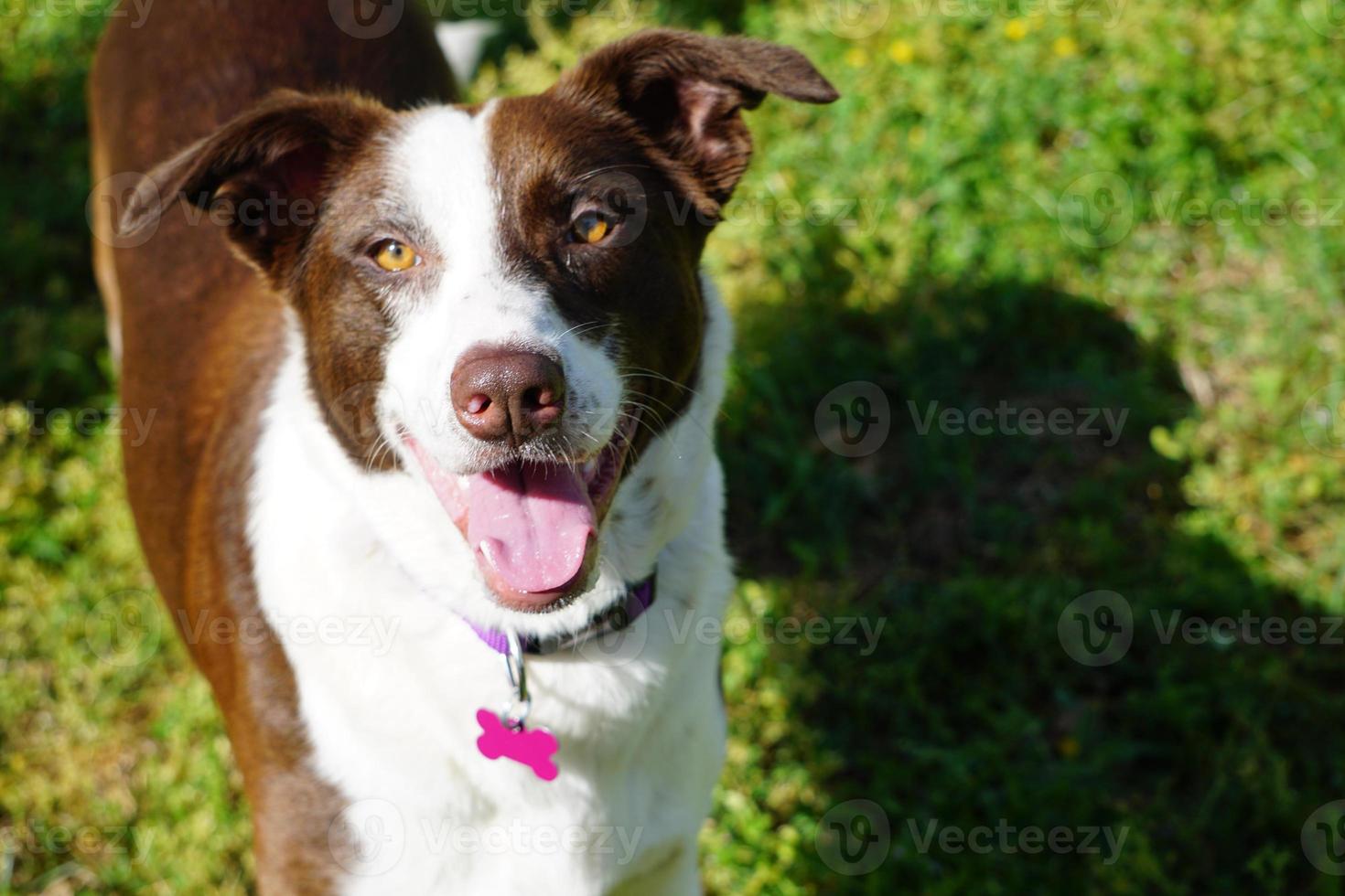 Happy Collie Dog photo
