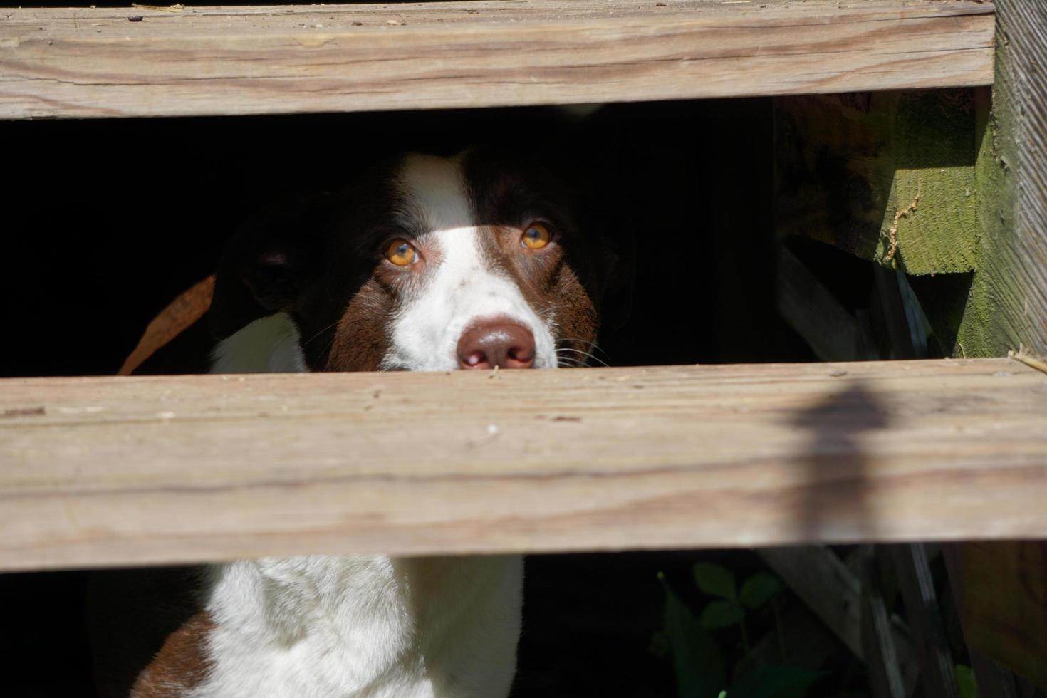 perro collie mirando a través de escalones de madera foto