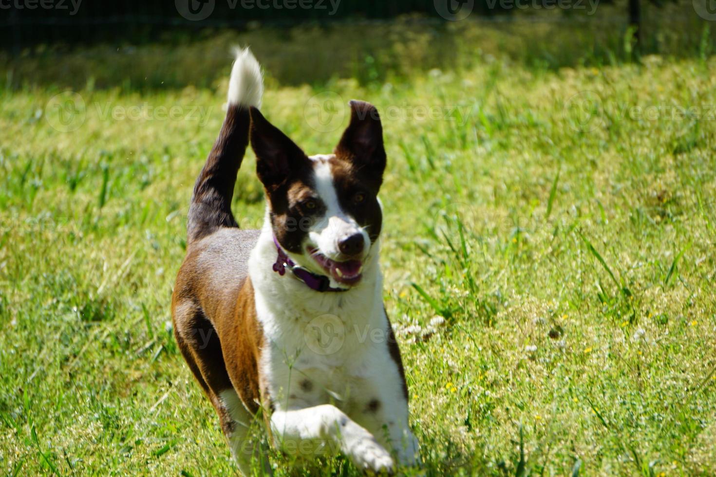 Collie Dog Running In Grass photo