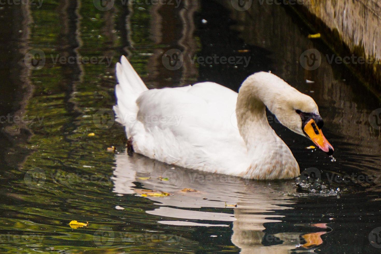 Swan Drinks Water While Swimming in Pond photo