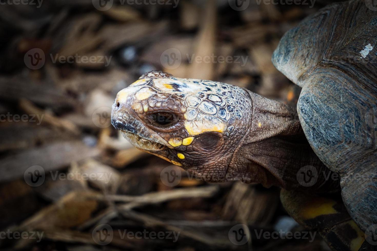Tortoise with Yellow Spots photo