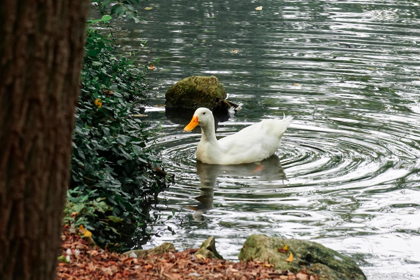 Duck with Water Ripples in Pond photo