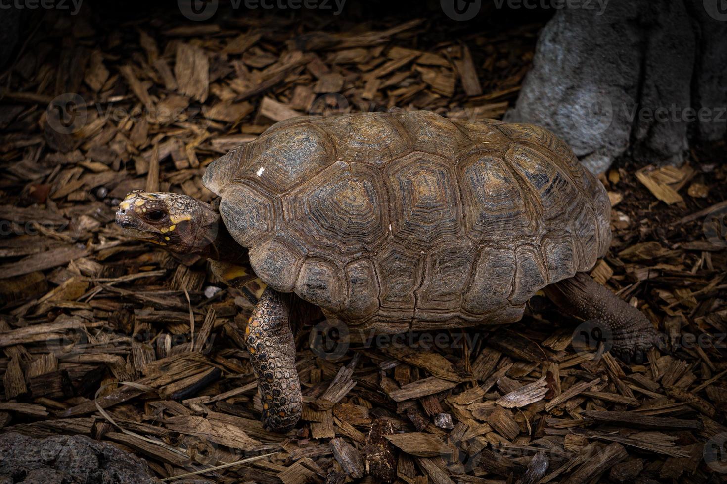 Turtle Walking on Ground at Zoo photo