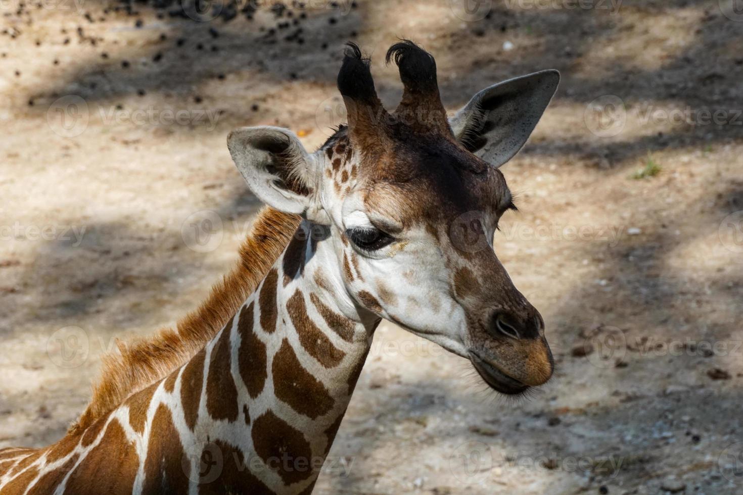 Profile View of Giraffe at Zoo photo