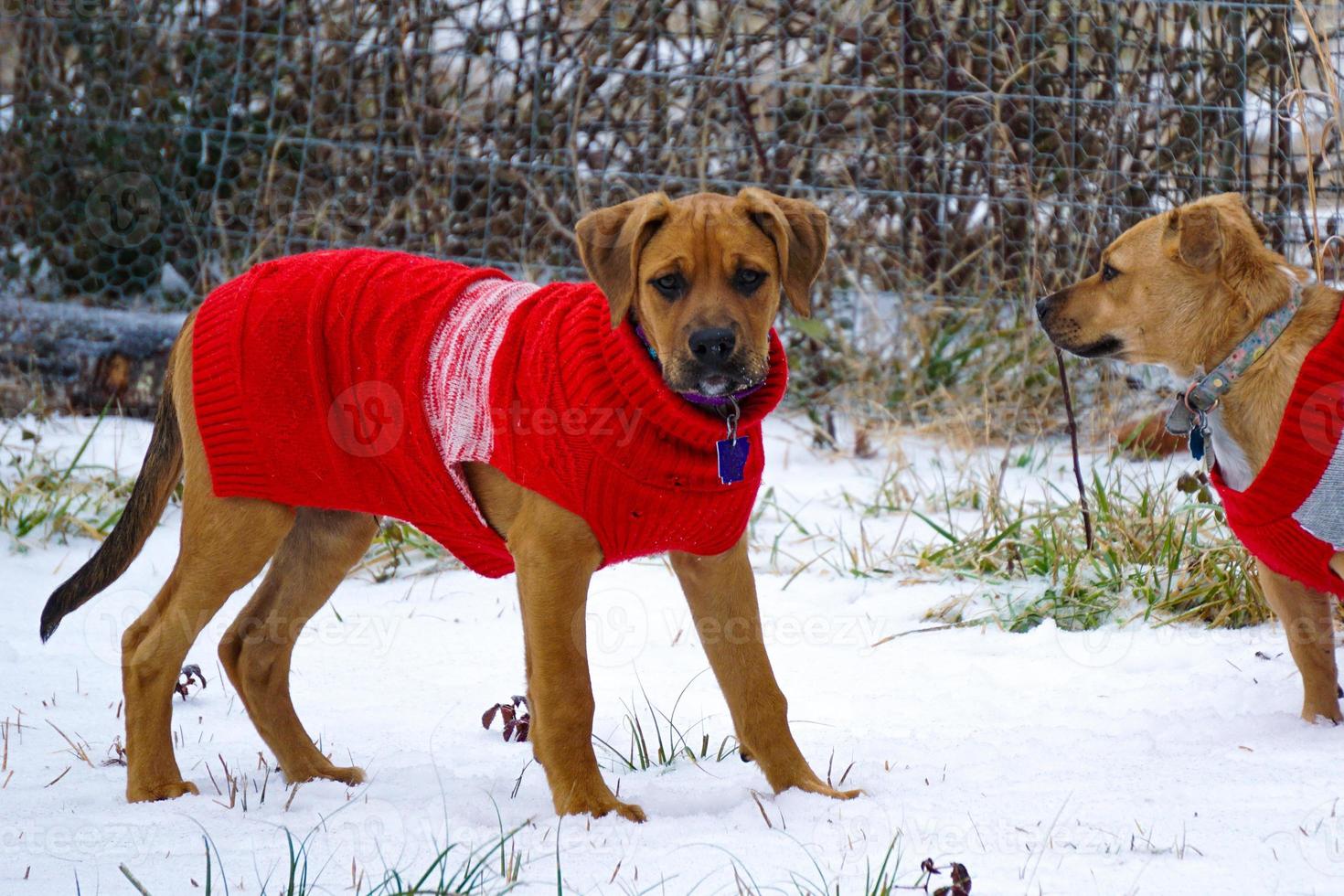 Two Dogs Play in Snow During Winter Wearing Sweaters photo