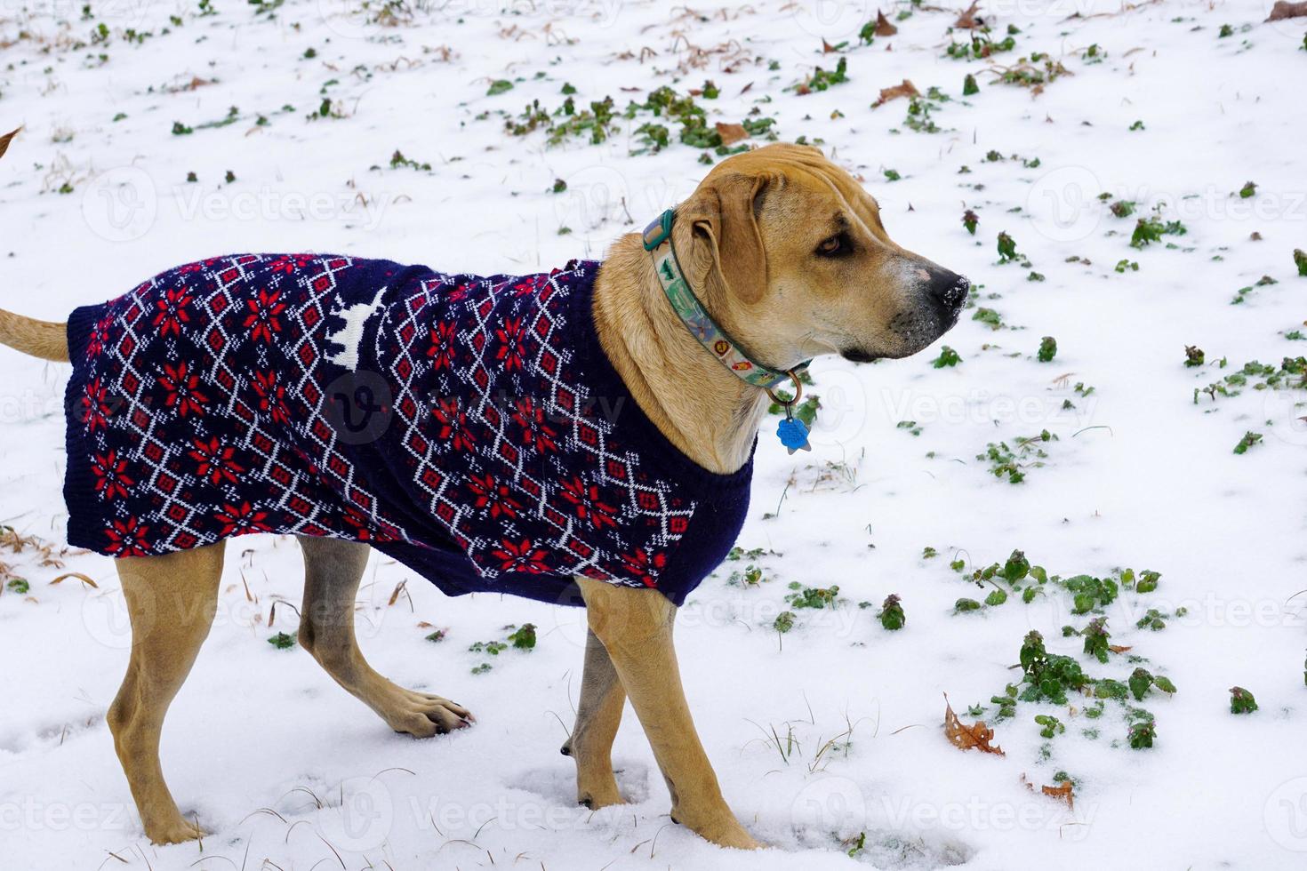 Profile of Dog Standing in Snow photo