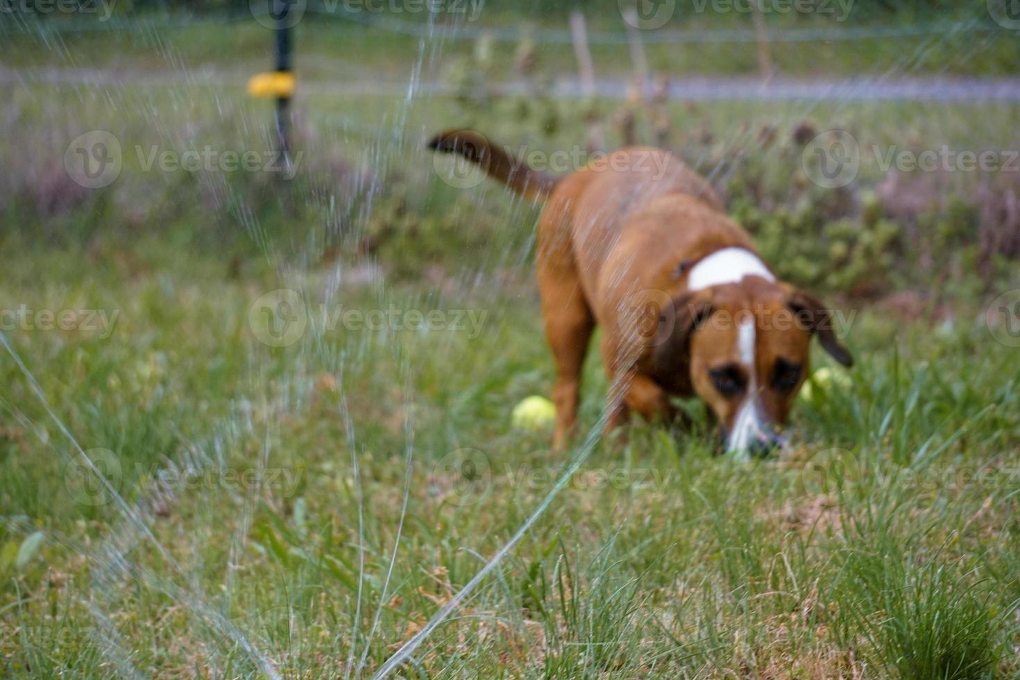 Rosten the Dachshund Mix Dog Stares Down Water Sprinklers photo