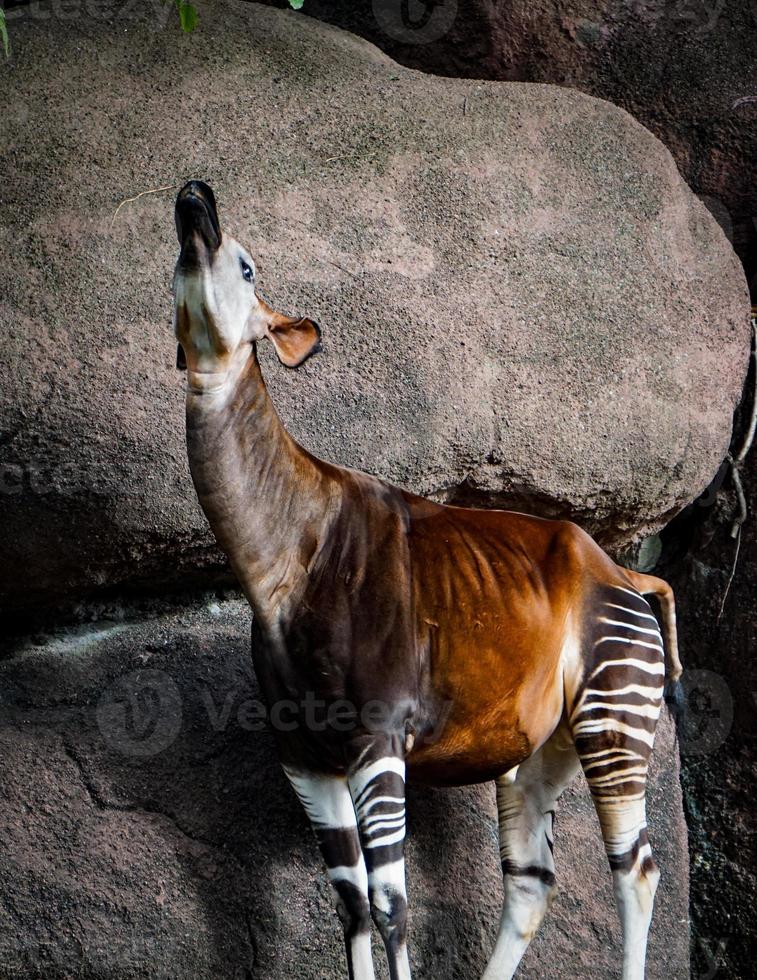 Side View of Adult Okapi at Zoo photo