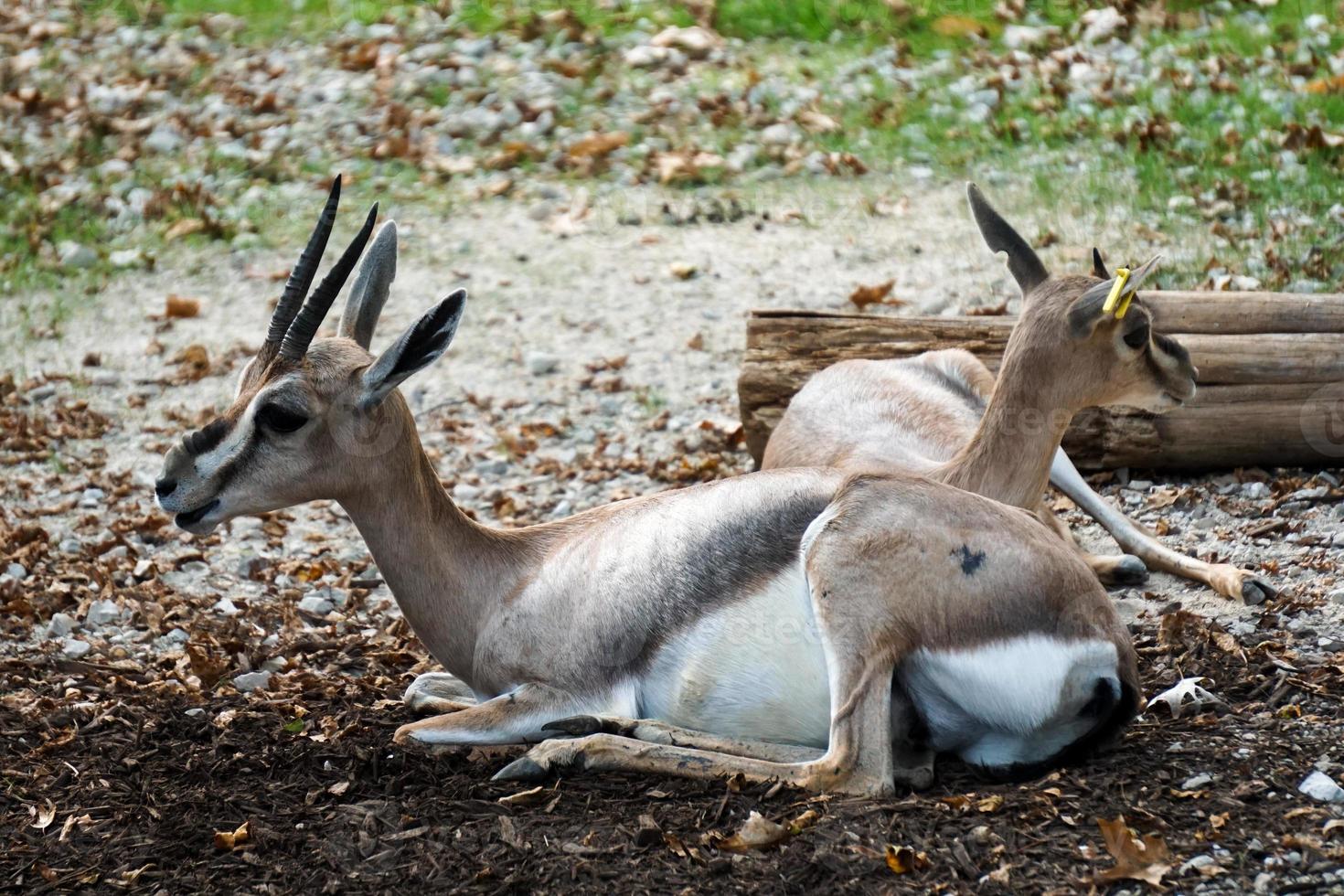 dos gacelas de speke descansan pacíficamente en un día caluroso foto