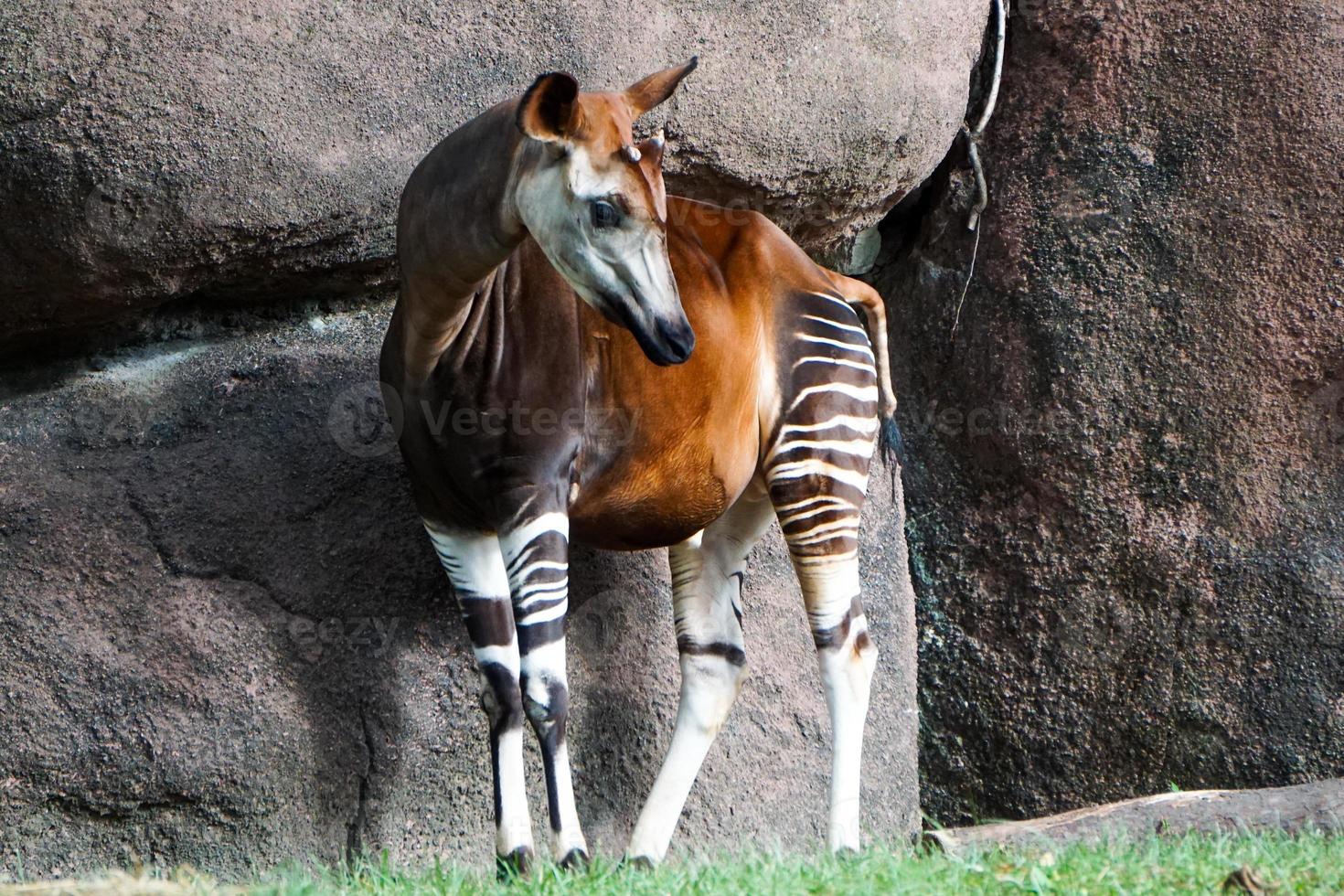 okapi mirando de pie en el zoológico mirando la hierba foto