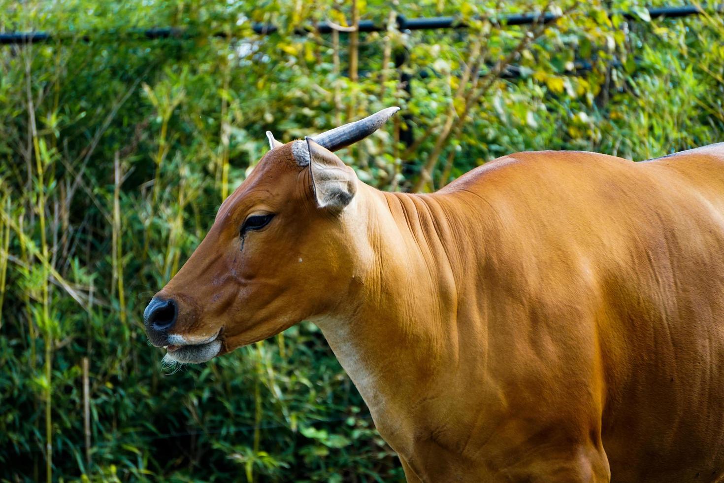 Banteng Cow Looking at Visitors at Missouri Zoo photo