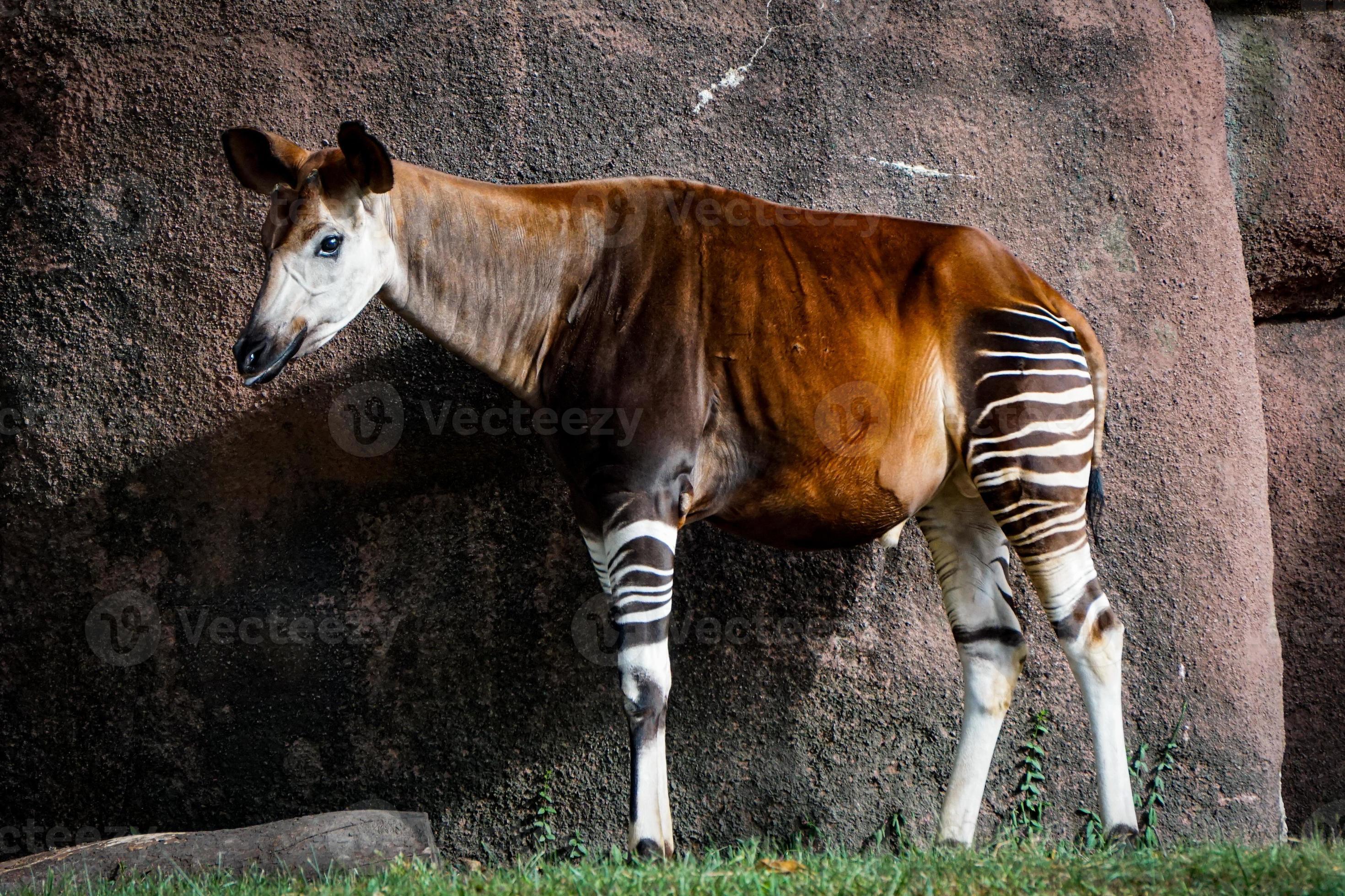 Side View of Adult Okapi at Zoo 9975920 Stock Photo at Vecteezy