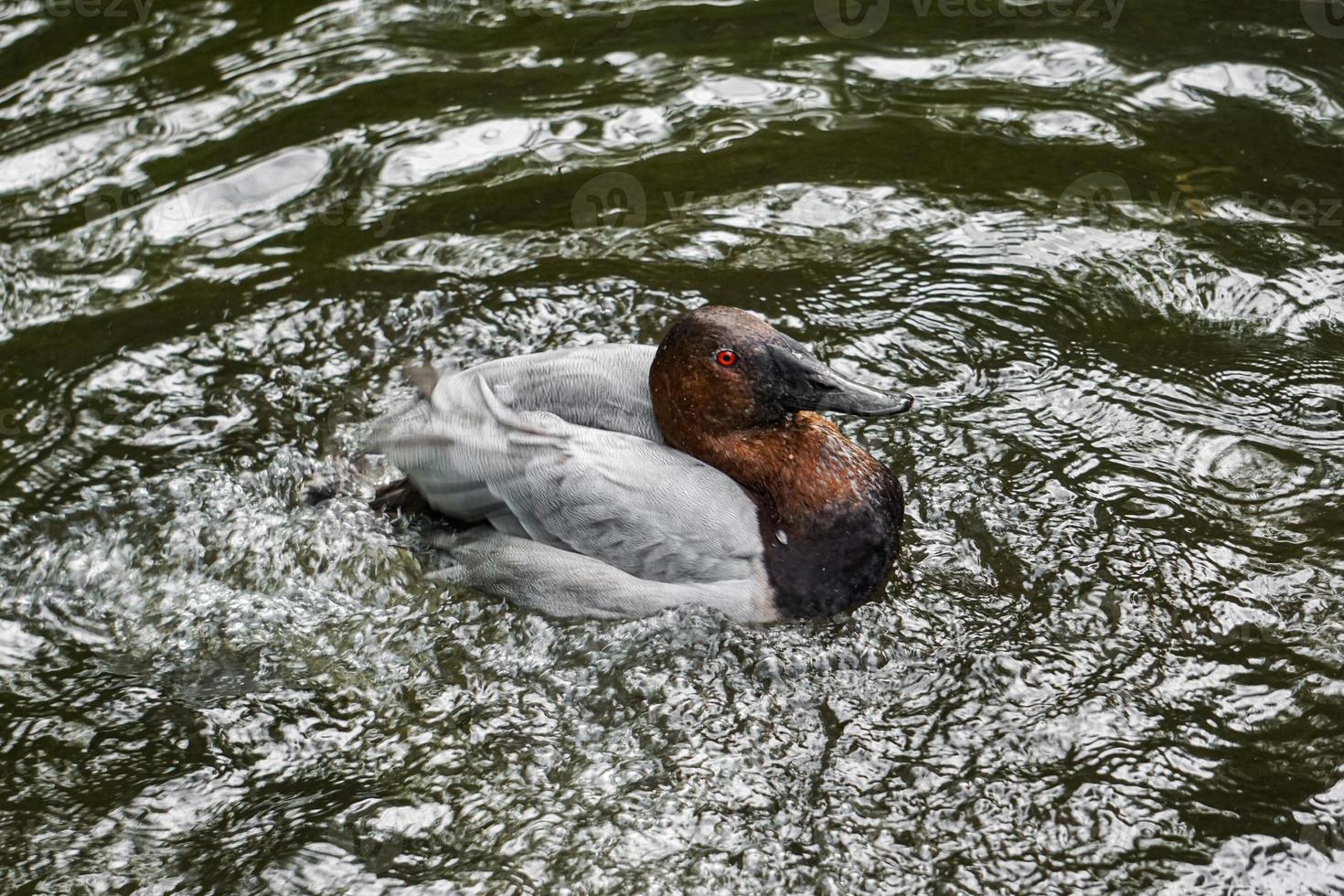 Redhead Duck Bathes in Pond photo