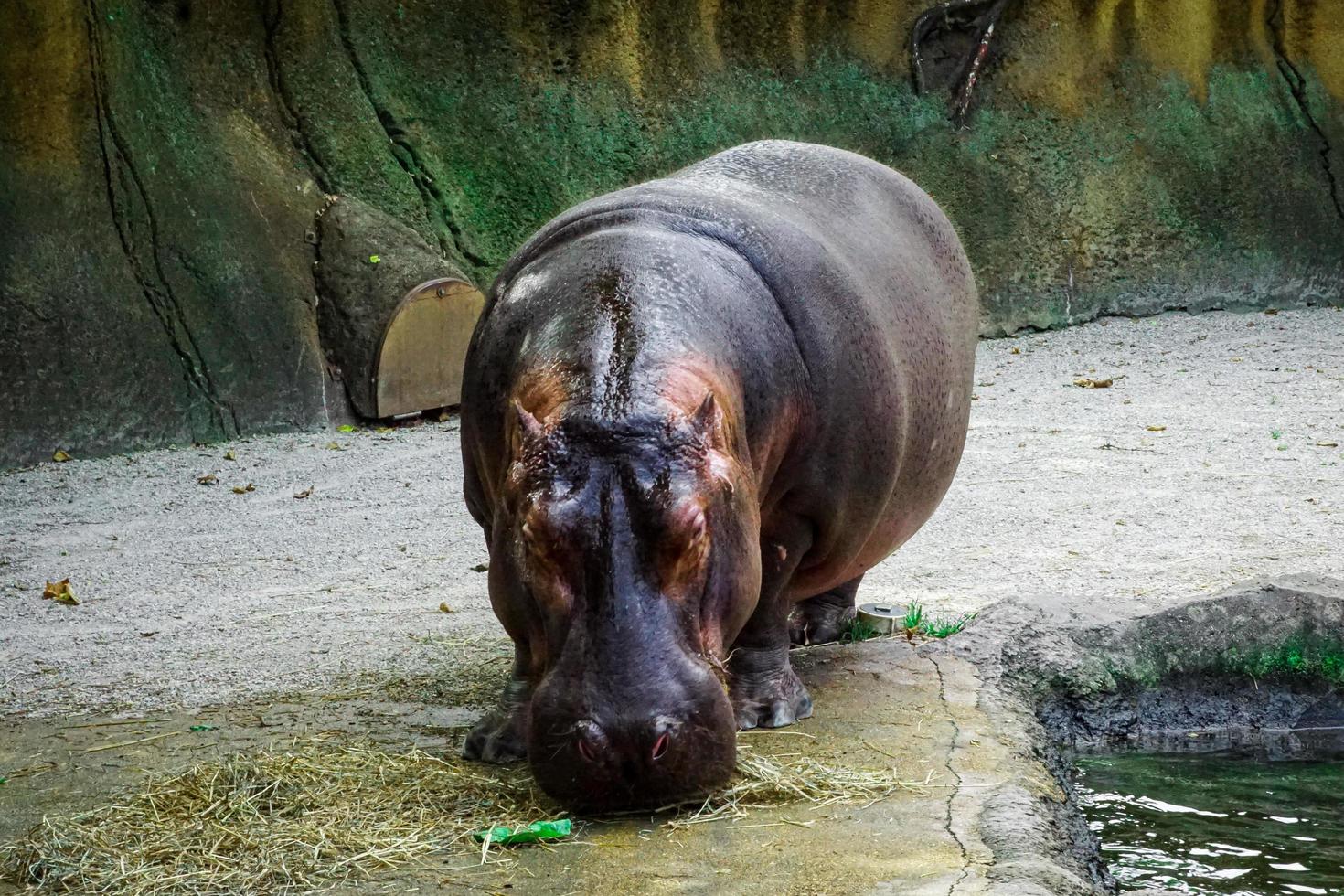 el hipopótamo come bocadillos en el zoológico foto