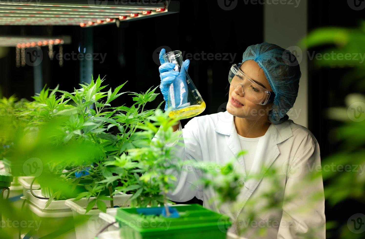 Scientist at cannabis farm with extracted cannabis oil Among the cannabis plants growing beautiful leaves in the plant photo