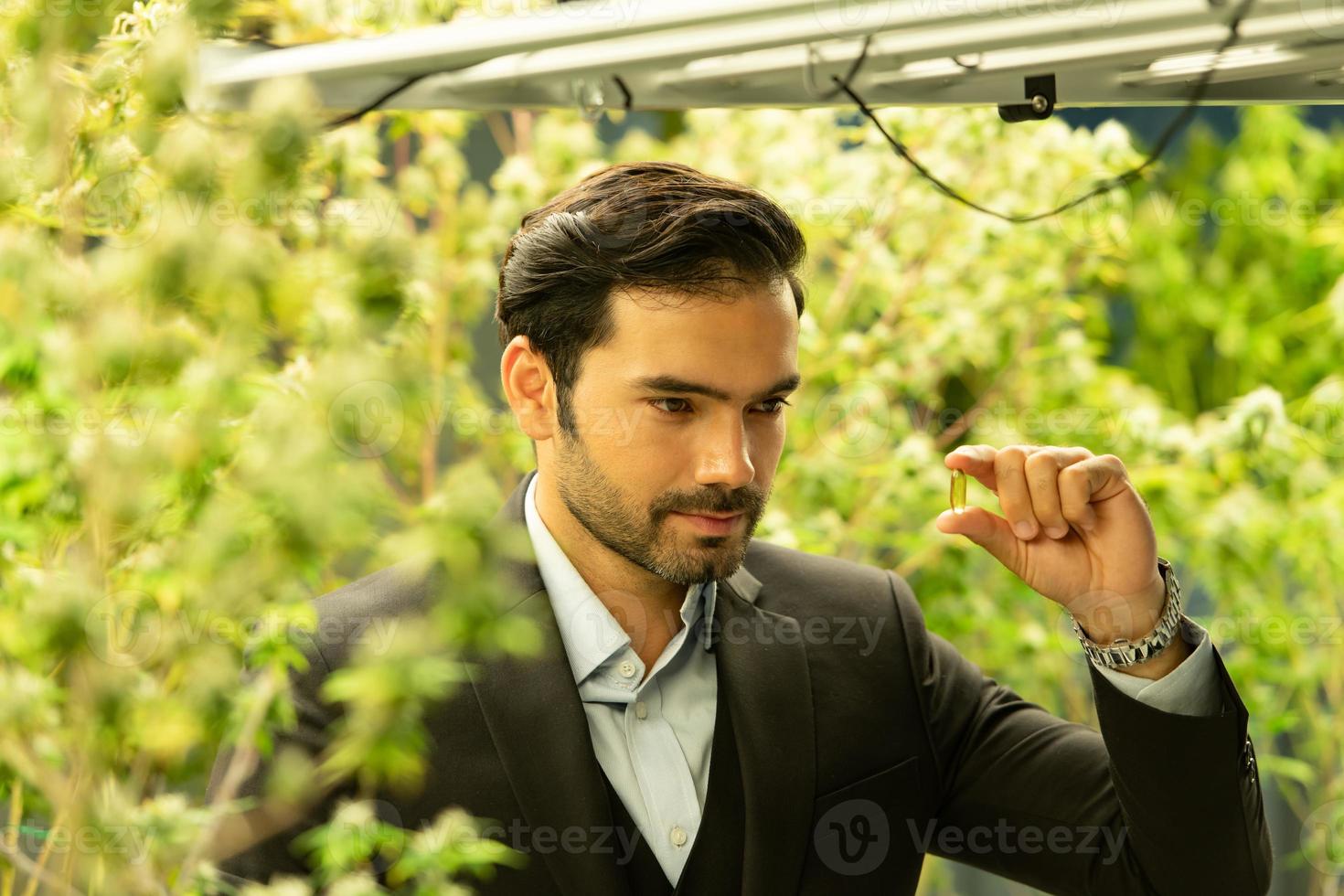 Wealthy businessman in cannabis business and his cannabis farm that are ready to be extracted into various products to the world market photo