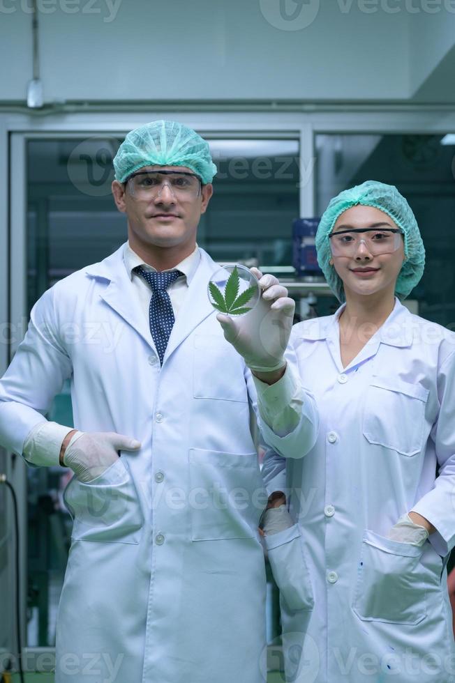 Scientists are in the chamber extracting oil and cannabis seeds. Showing tea leaves used in research and development. photo