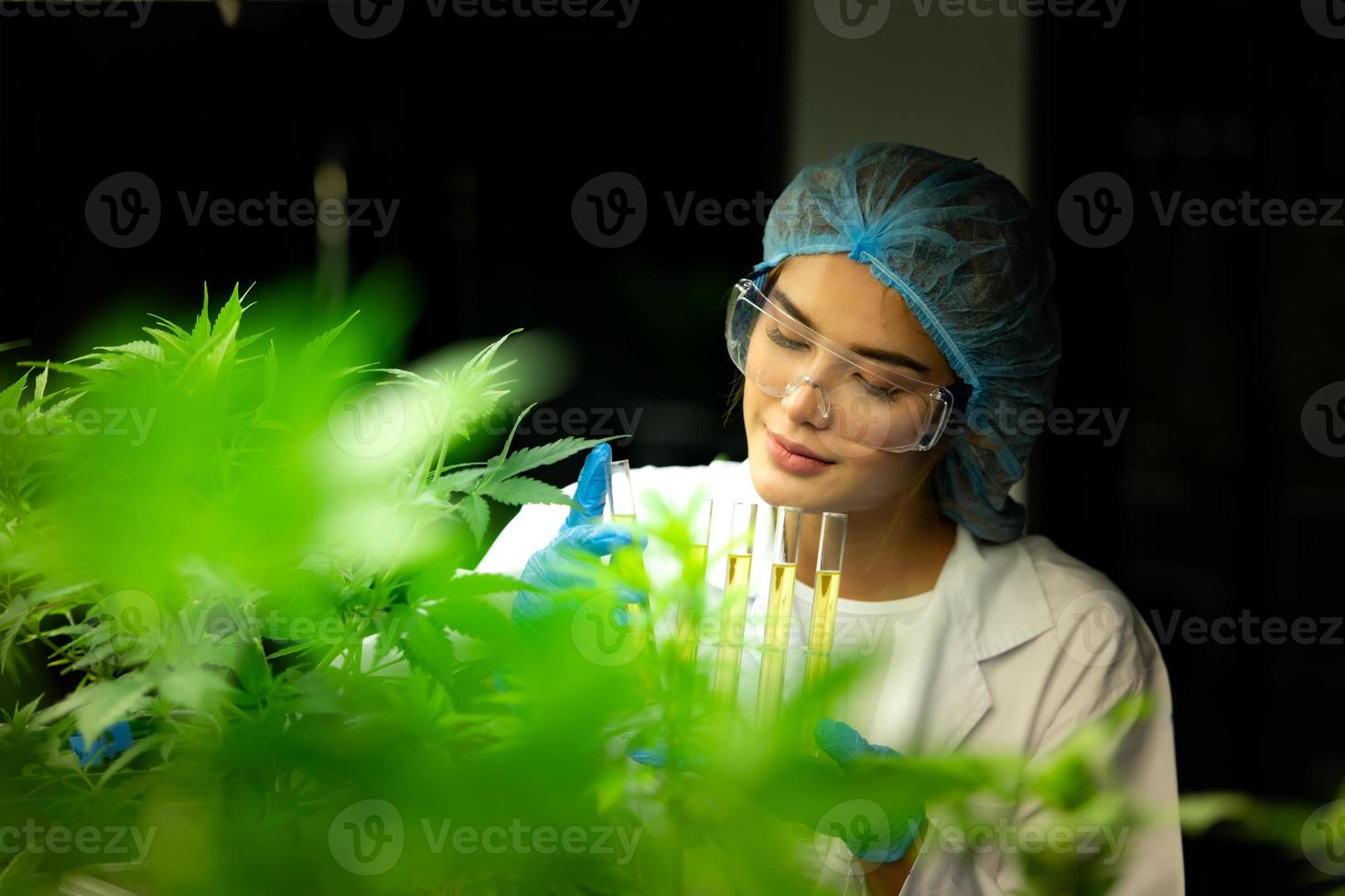 Scientist at cannabis farm with extracted cannabis oil Among the cannabis plants growing beautiful leaves in the plant photo