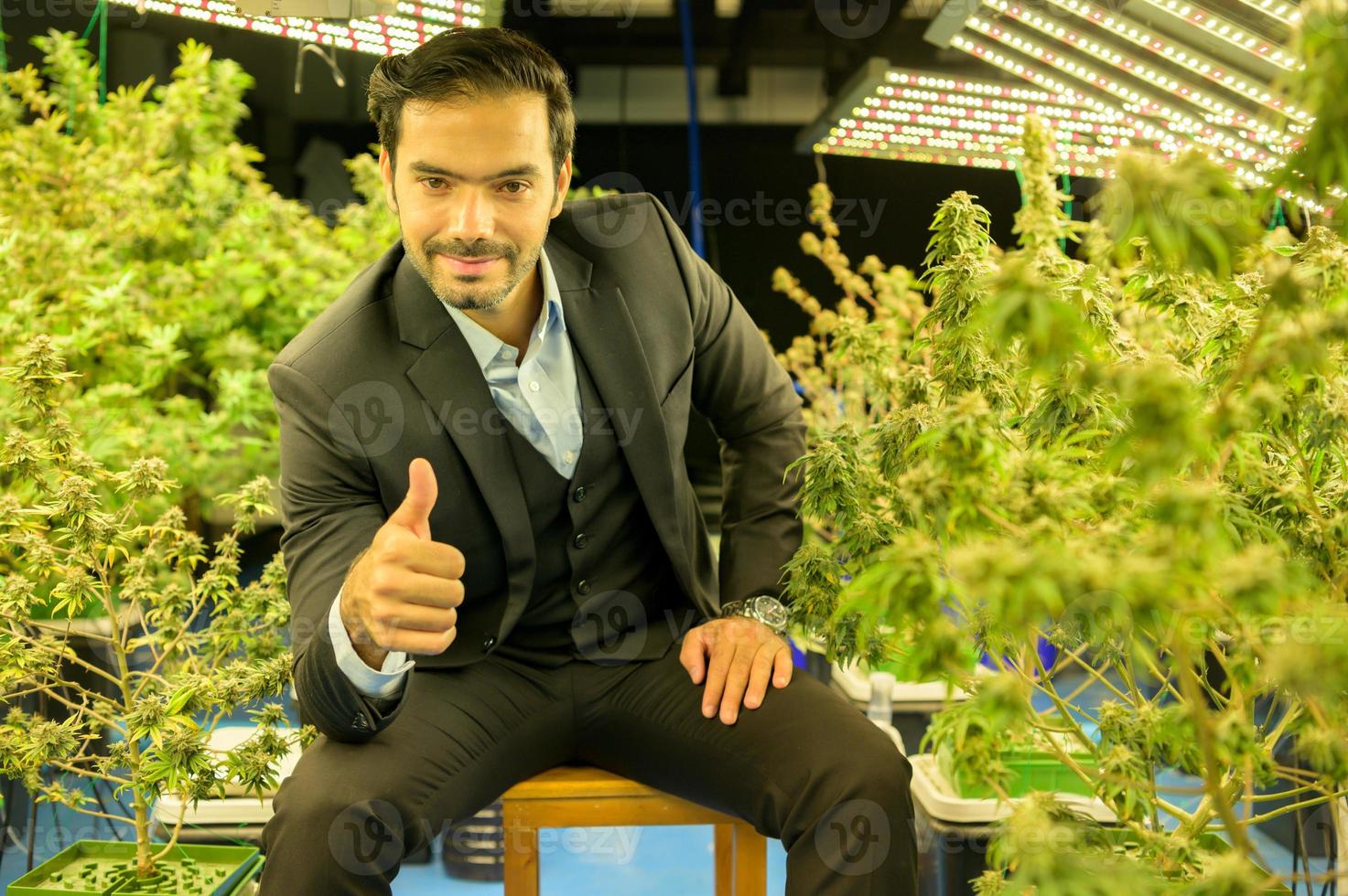 Wealthy businessman in cannabis business and his cannabis farm that are ready to be extracted into various products to the world market photo