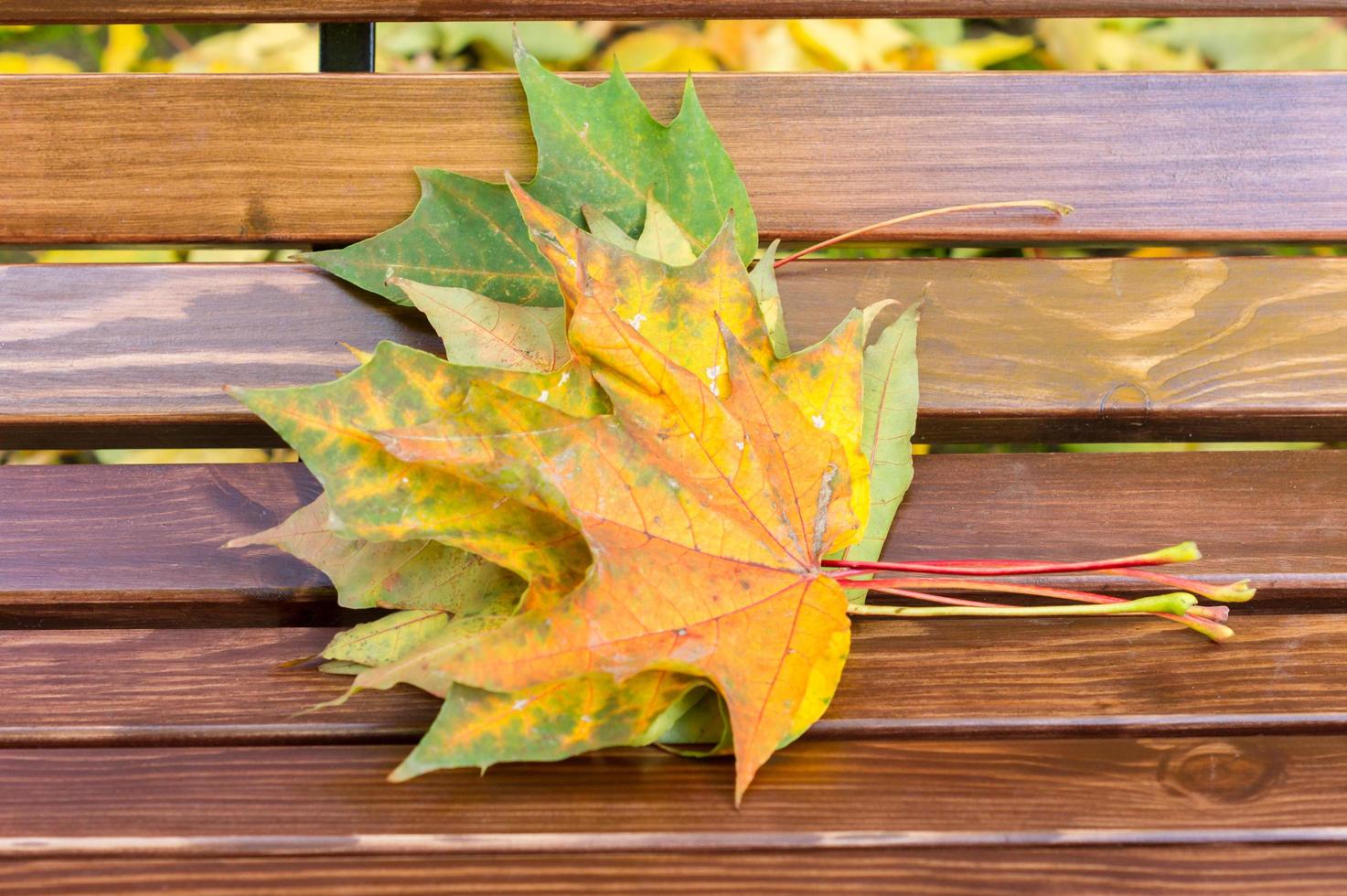 maple leaves on the park bench photo