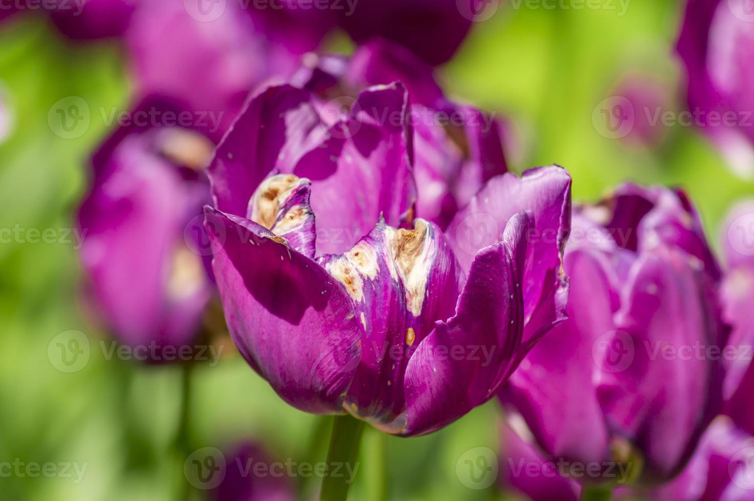 field of purple tulips. Flower background 9976304 Stock Photo at Vecteezy