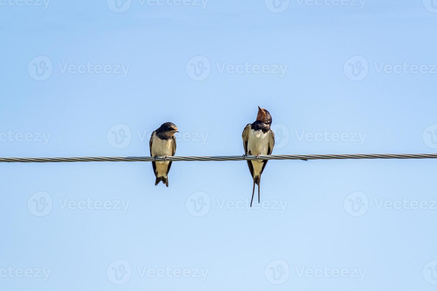 dos golondrinas en alambre foto