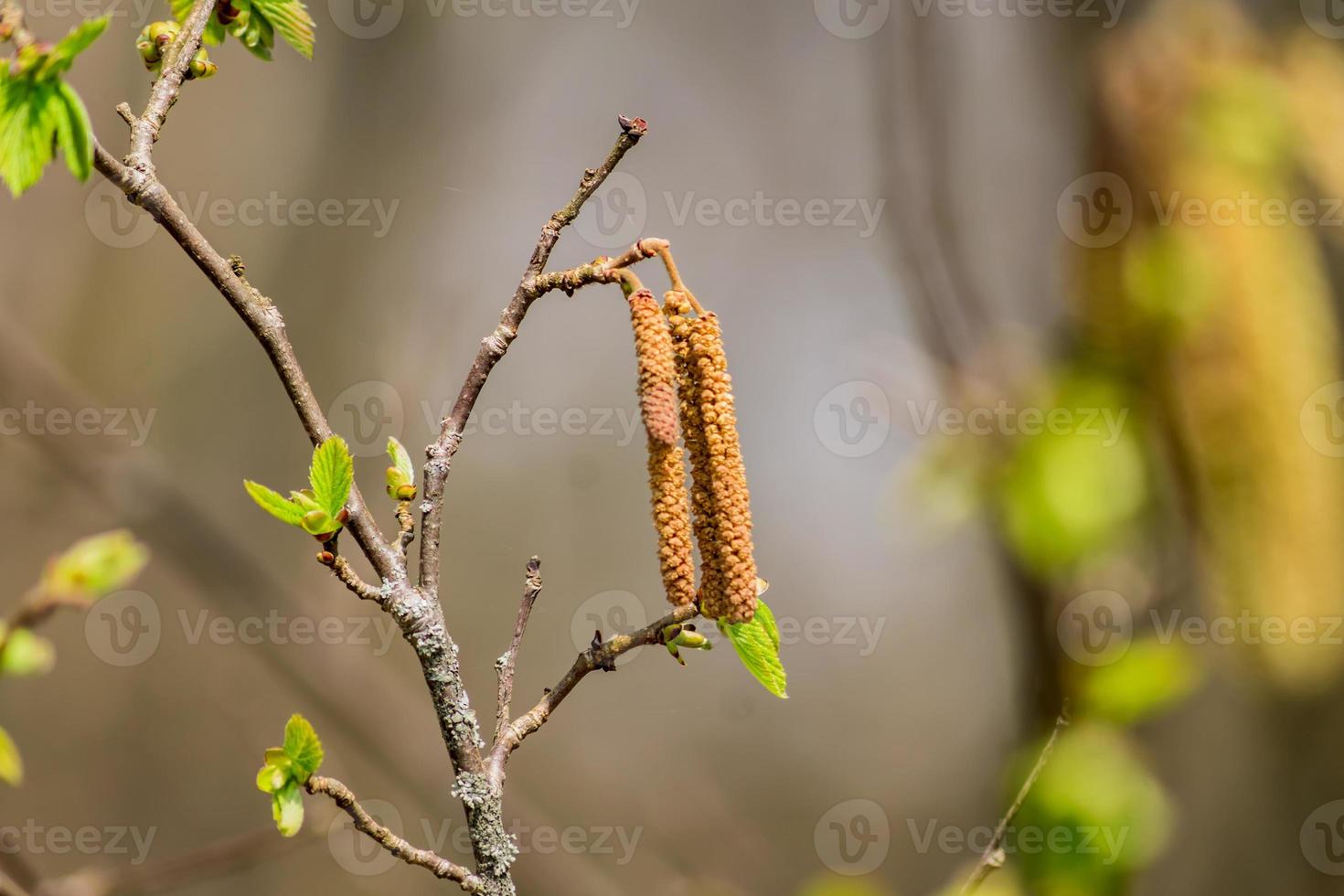 blossoming branch of birch tree photo