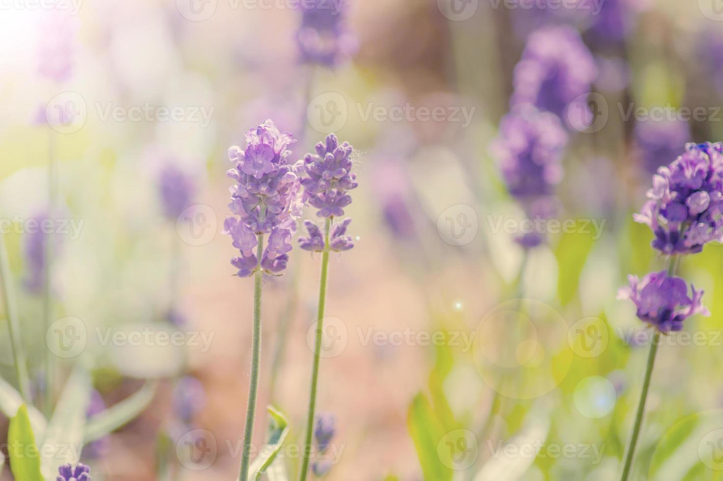 Blooming lavender flowers on the feild in a sunny day. Toned. photo