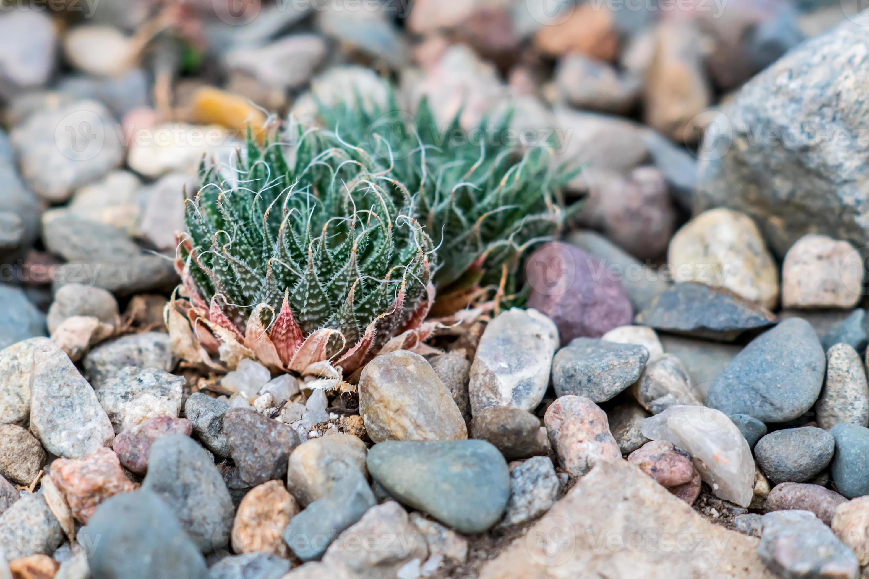 tiny succulents or cactus in desert botanical garden and stone pebbles