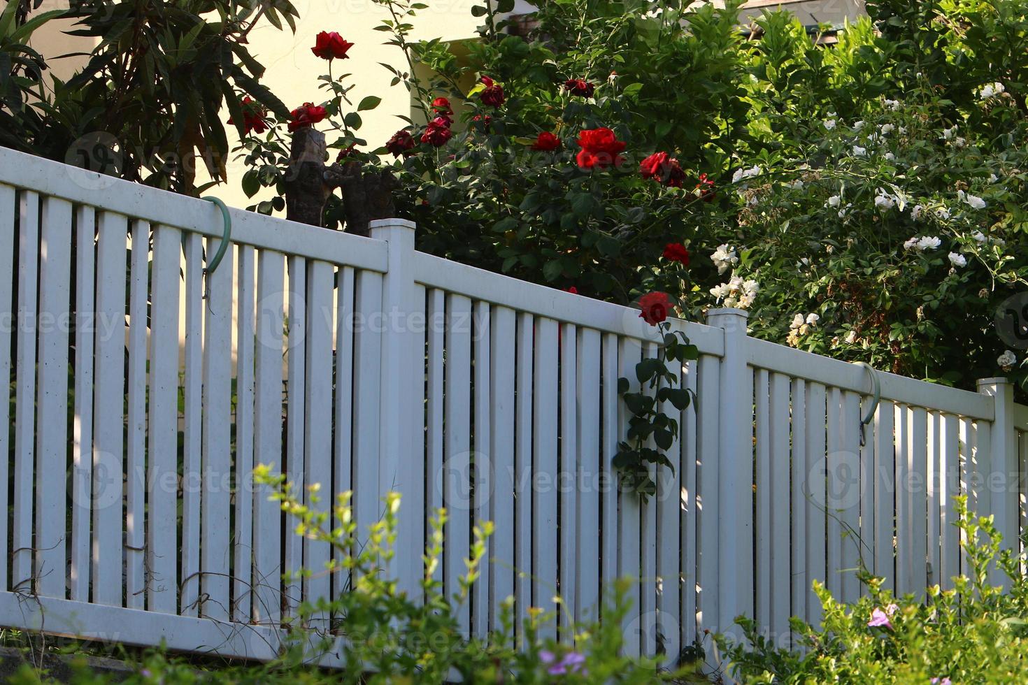 Plants and flowers grow along the high fence. photo