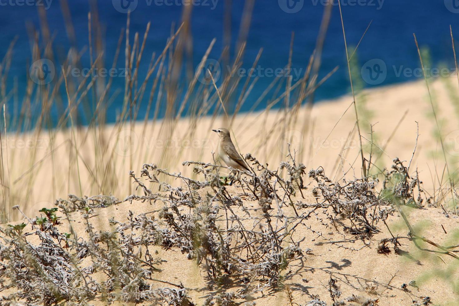 duna de arena a orillas del mar mediterráneo en el norte de israel. foto