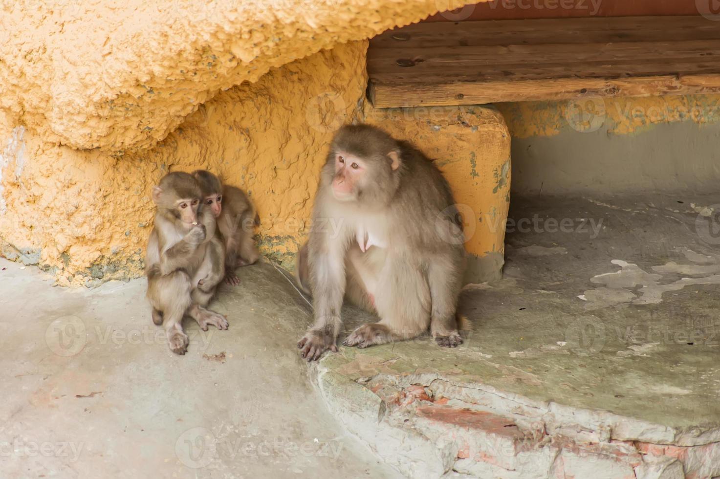 japanese macaque and two babies photo