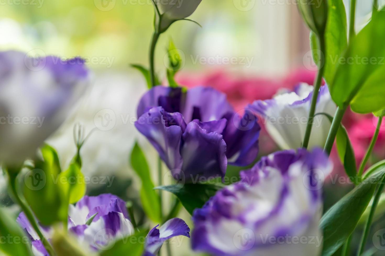 Eustoma closeup. Soft focus photo