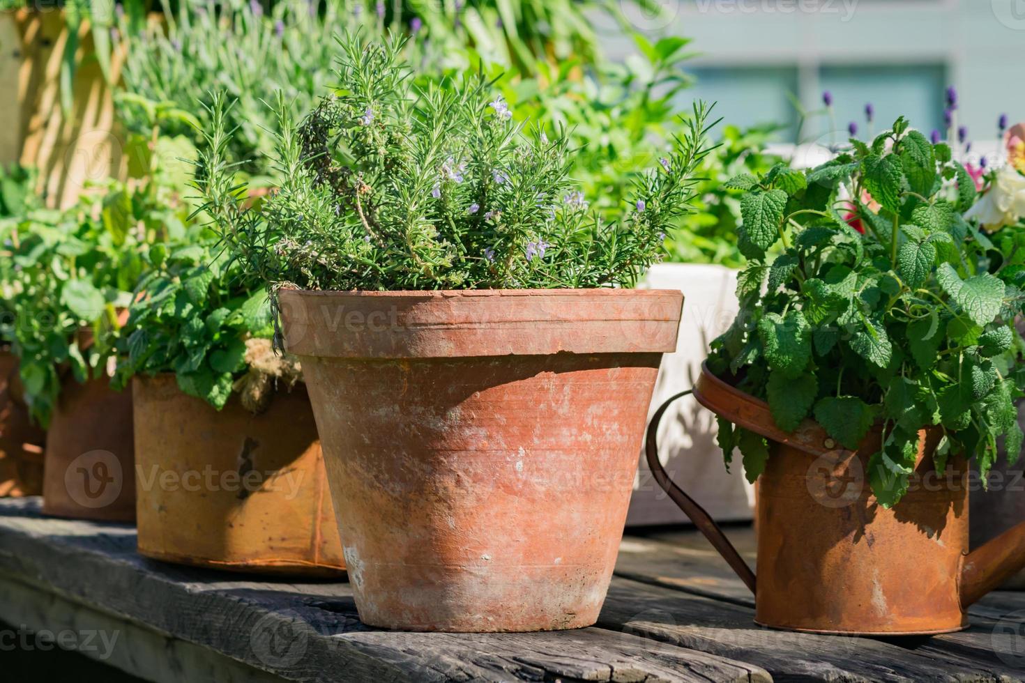 various herbs in rusty metal pots and can standing on wooden table outdoors - gardening decoration photo