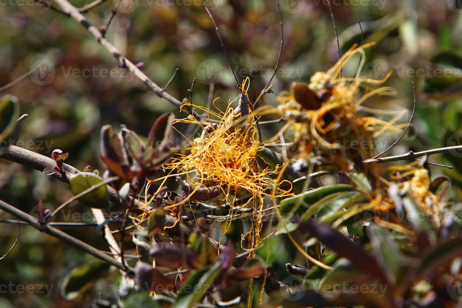 Dodder is a genus of parasitic plants in the bindweed family. photo