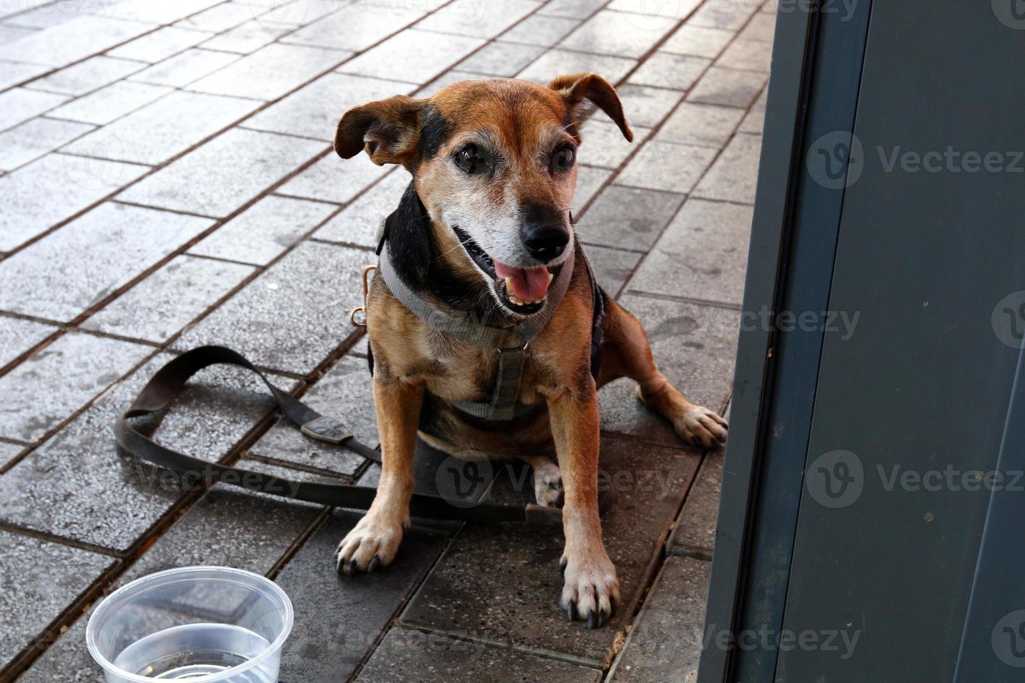 Dog for a walk in a city park on the seashore photo