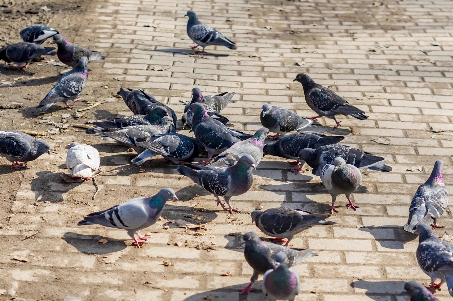 Pigeons fight over for food photo