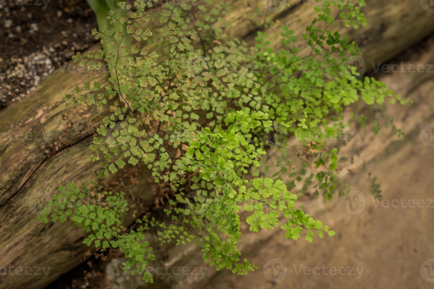 tropical plant with small leaves on a stump photo
