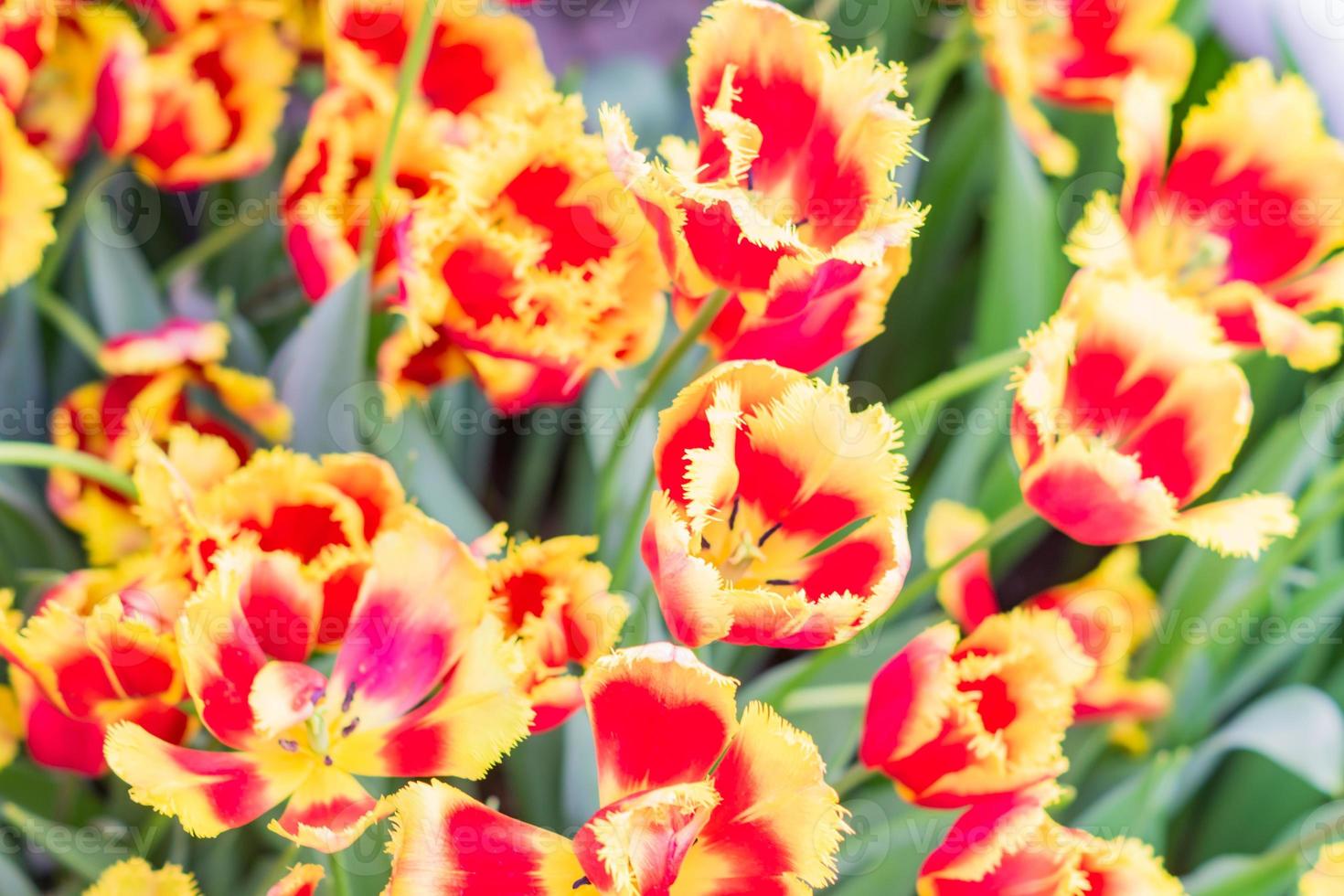 field of blooming multicolored tulips, spring flowers in the garden photo