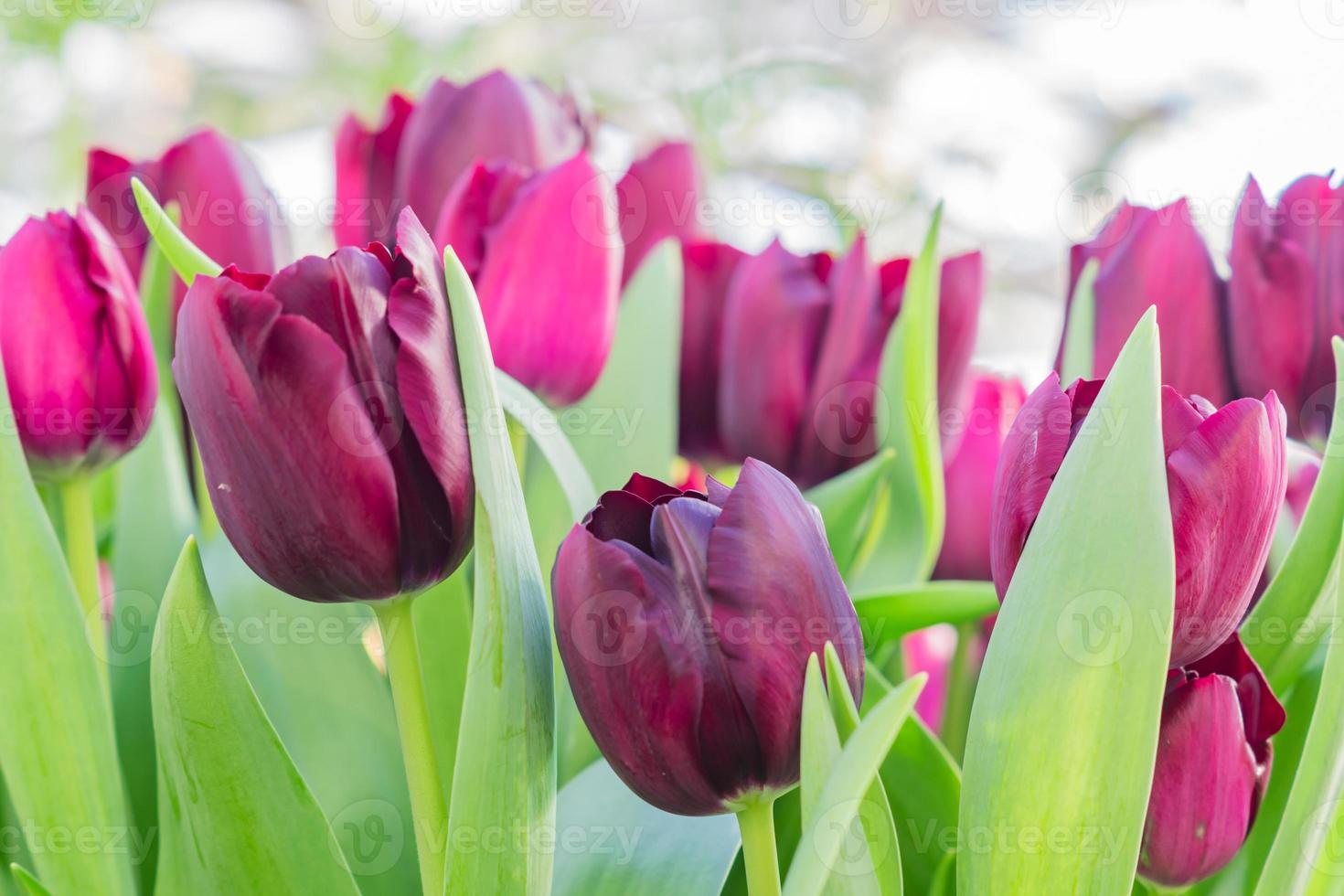 field of blooming multicolored tulips, spring flowers in the garden photo
