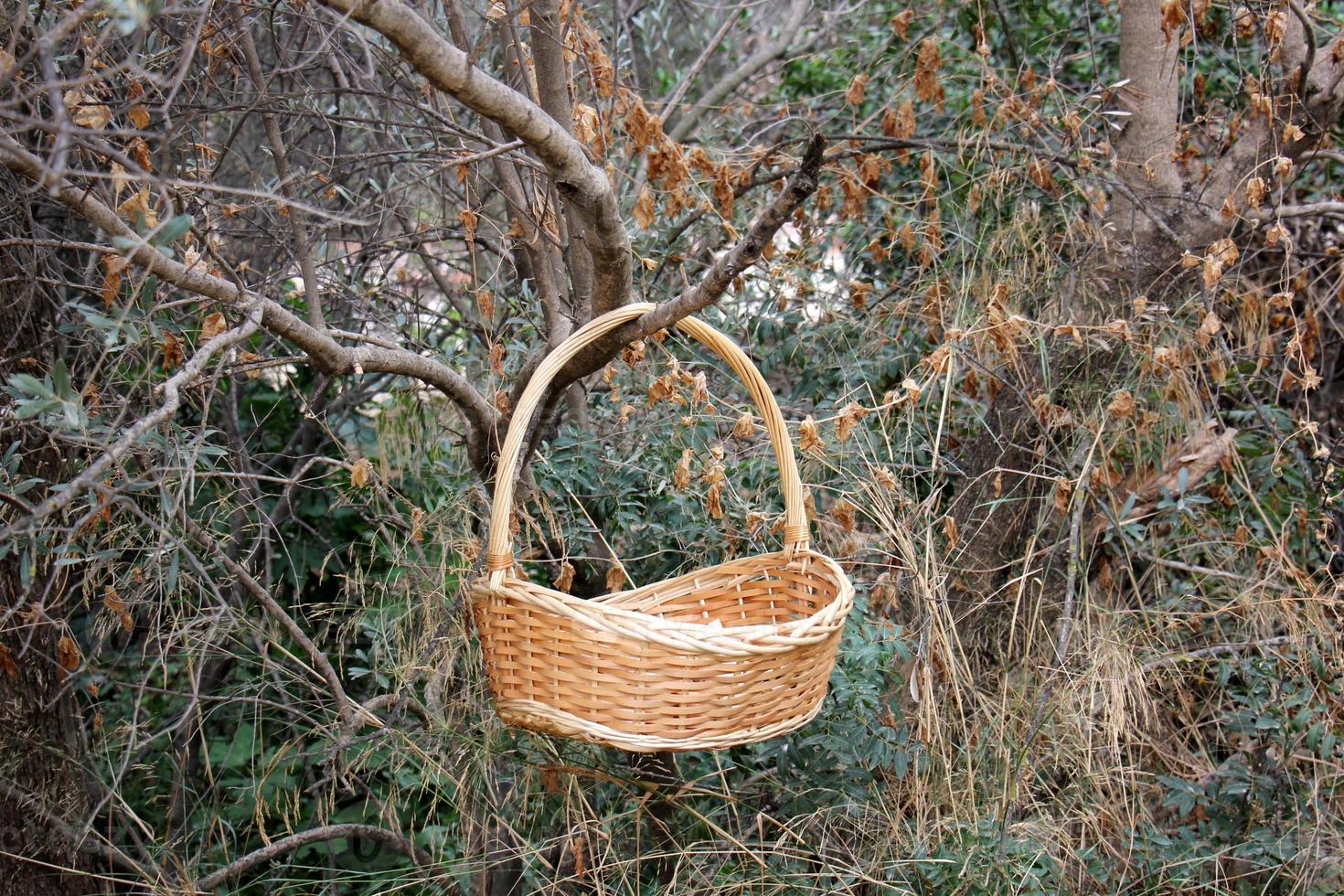 Bird's nest on a tree in the park. photo