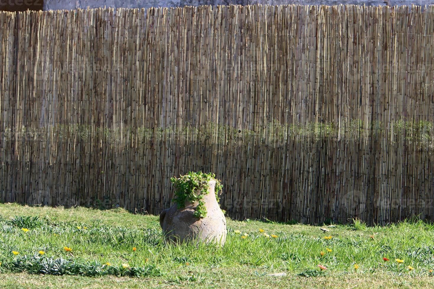 Green plants and flowers grow in a flower pot photo