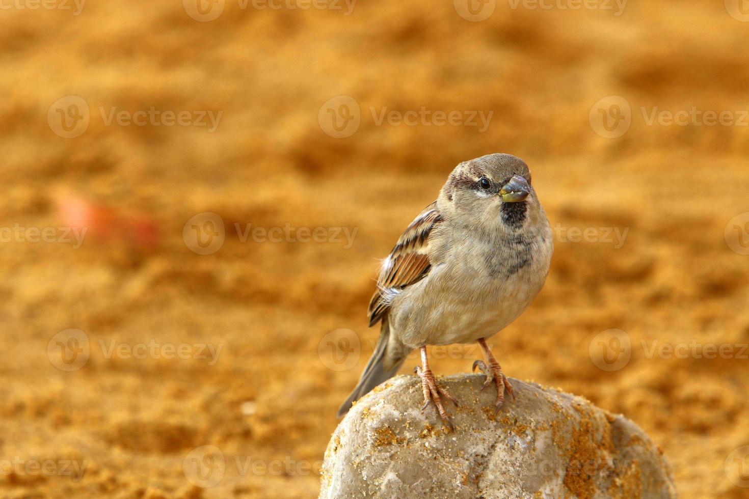 Sparrow collects crumbs on the city beach. photo