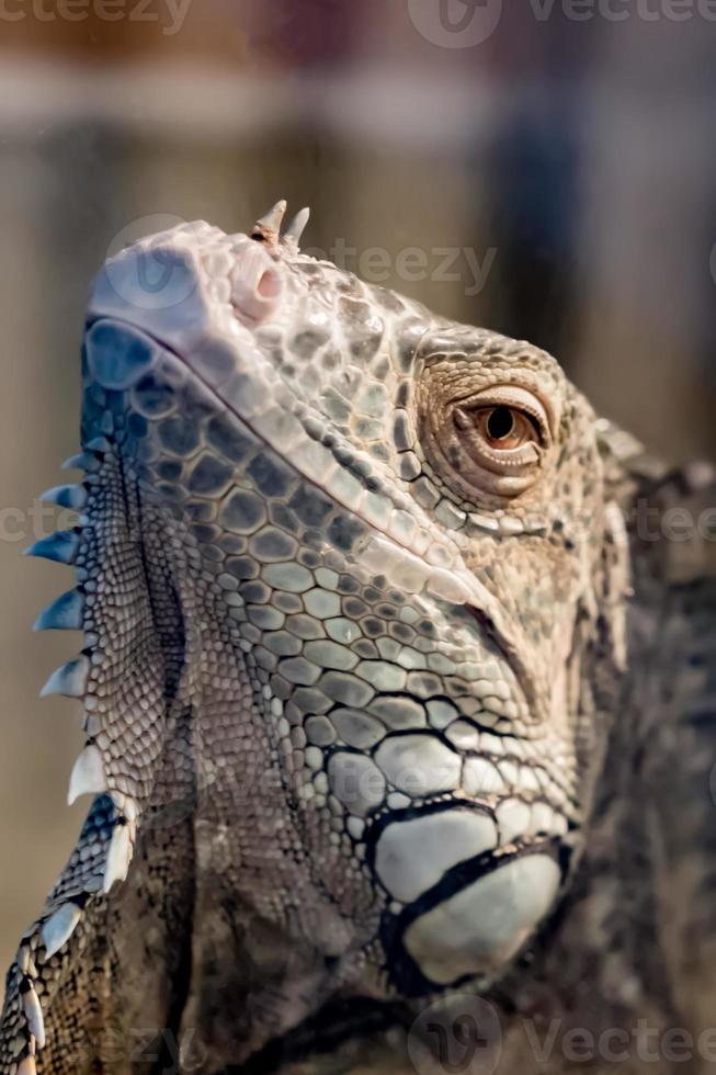 retrato de iguana detrás del cristal foto