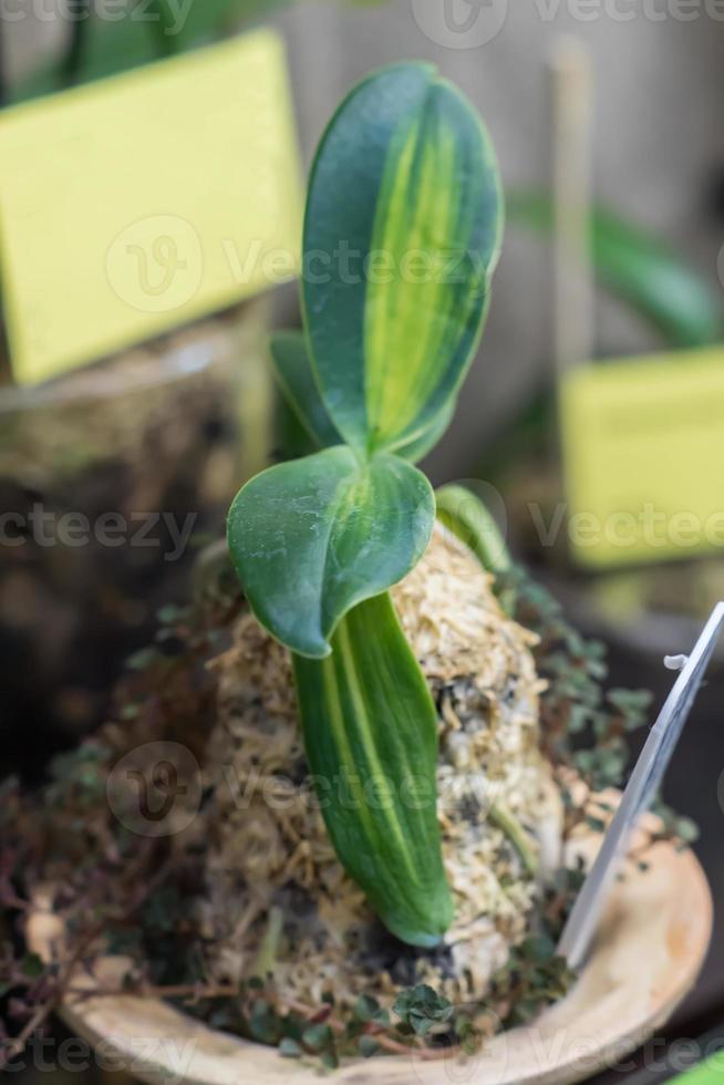 sedirea japonica. young orchid plant in a pot photo
