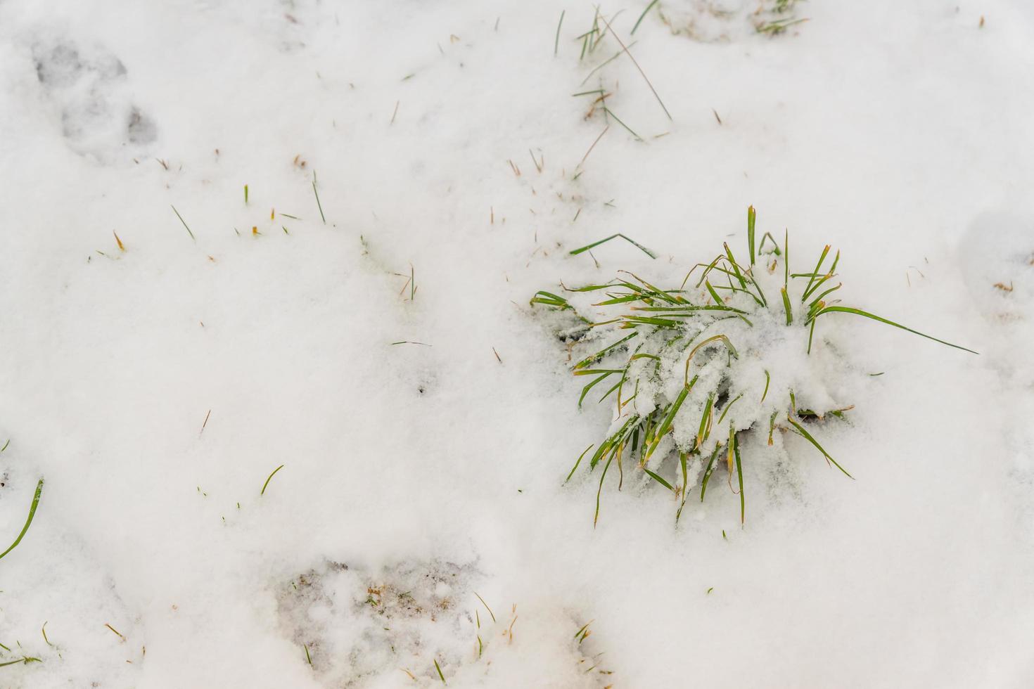green grass under snow. winter background photo