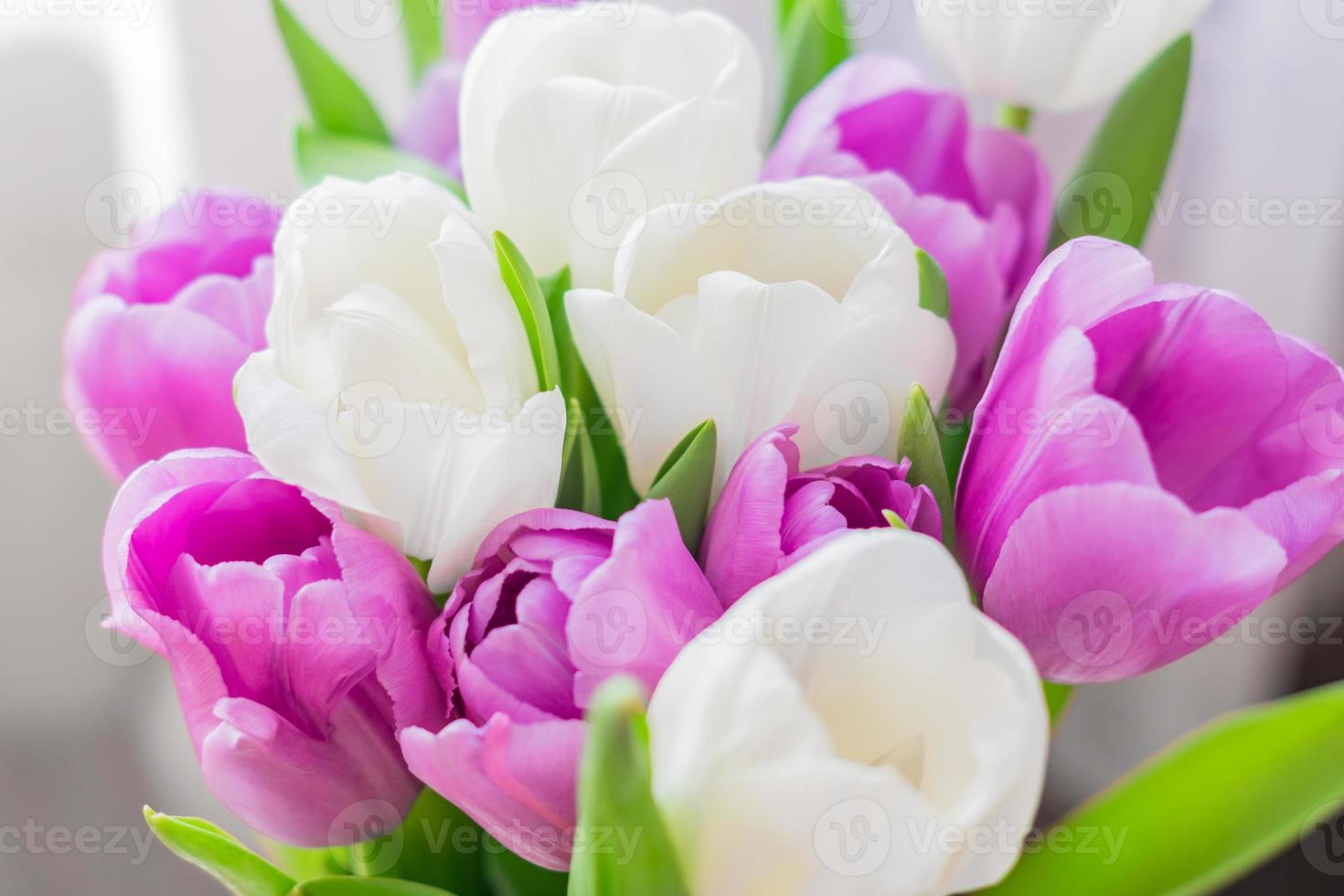 tulipanes en flor blancos y morados. fondo floral foto