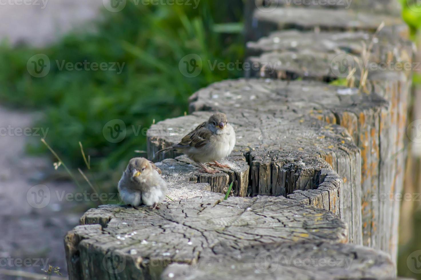 sparrow sitting on wooden decorative fence photo