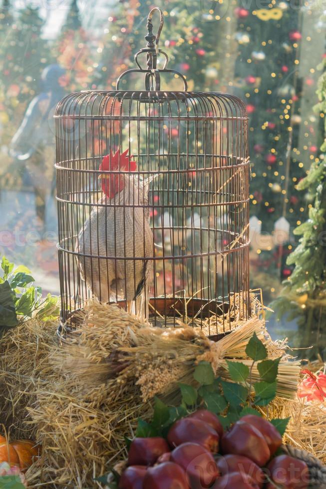 white cock in metal cage - decorative installation photo